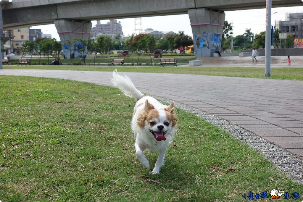 2018全台春節期間營業動物醫院名單-附過年營業時間