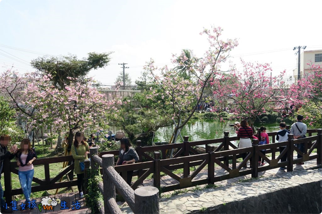 [彰化遊記]彰化芬園/賞櫻季節到！芬園花卉生產休憩園區，滿滿櫻花綻放、小橋流水、湖邊小憩，彷彿來到世外桃源！(寵物可入園)